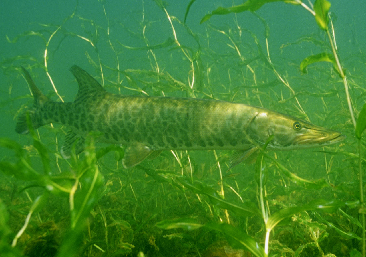 Esox masquinongy (Muskellunge)